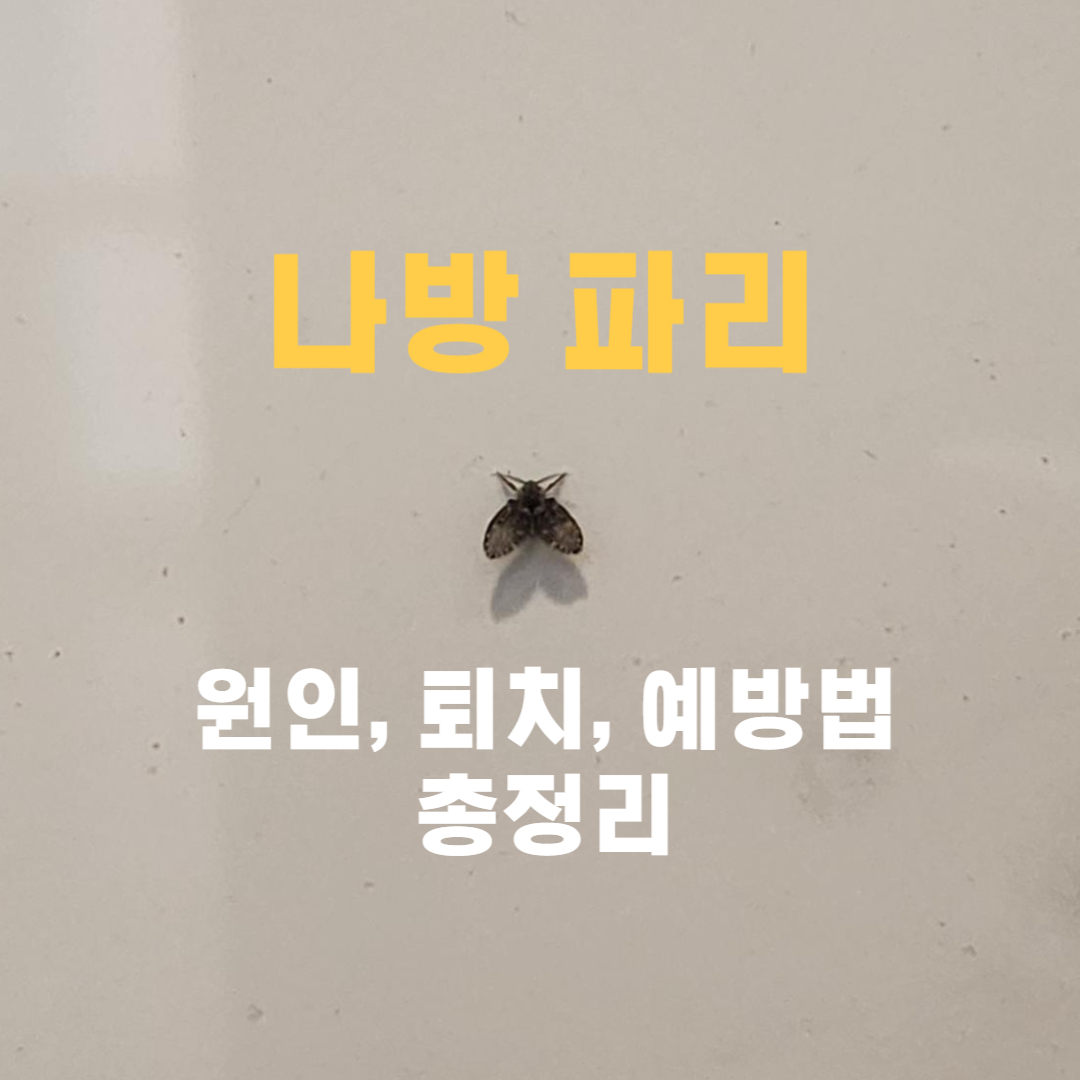 나방파리