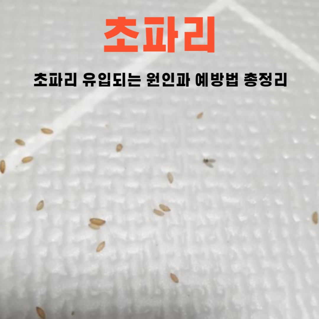 초파리 원인 및 예방법